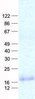 Human IFN Gamma / Interferon Gamma Protein (Recombinant His, N-Terminal)