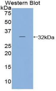 PTGES2 Antibody (aa144-384)