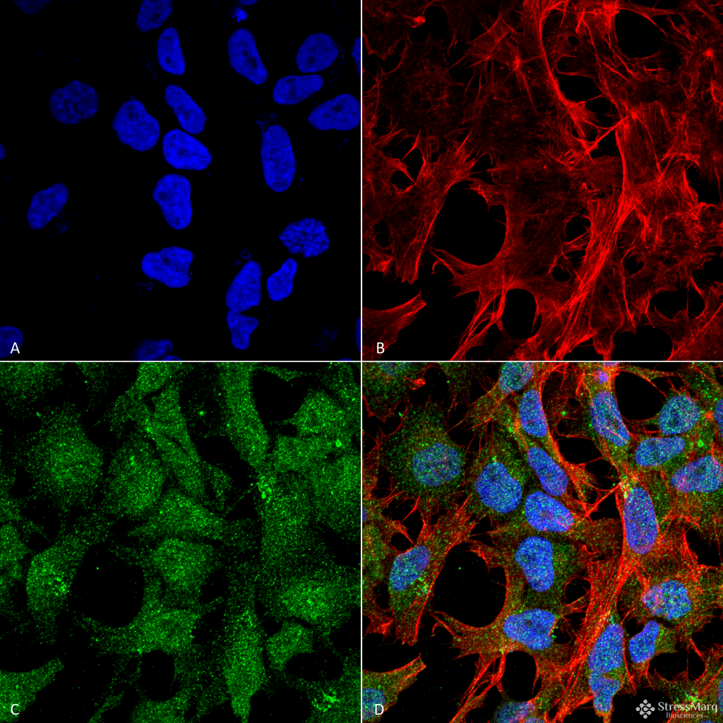 UVRAG Antibody
