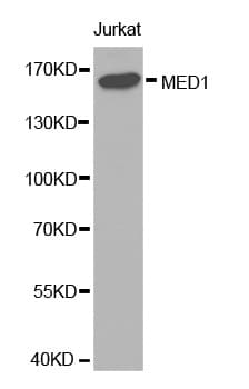 Polyclonal Rabbit anti-Human MED1 / TRAP220 Antibody (IHC, WB)