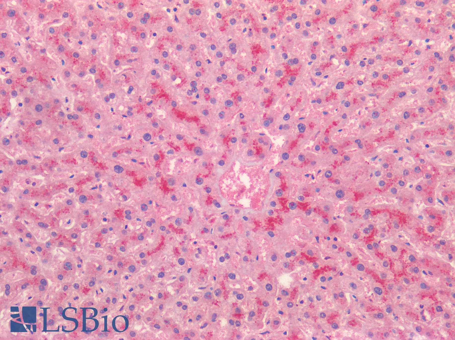 IHC-plus™ BMP4 Antibody