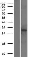 RWDD3 Protein (Over-Expression Lysate Myc-DDK (Flag))