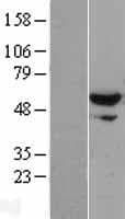 XPNPEP3 Protein (Over-Expression Lysate Myc-DDK (Flag))
