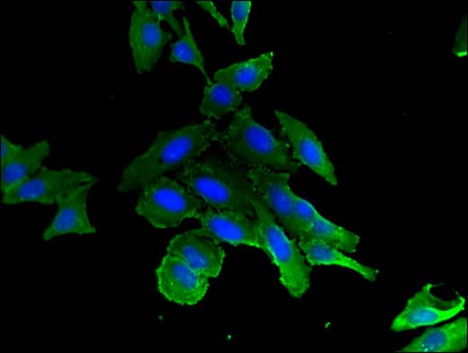 KIF11 / EG5 Antibody