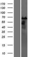 CSTF2T Protein (Over-Expression Lysate Myc-DDK (Flag))