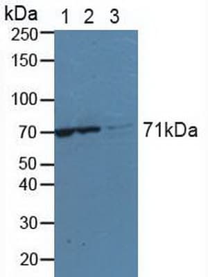 Polyclonal Rabbit anti-Human KARS Antibody (APC, aa323-553, WB)