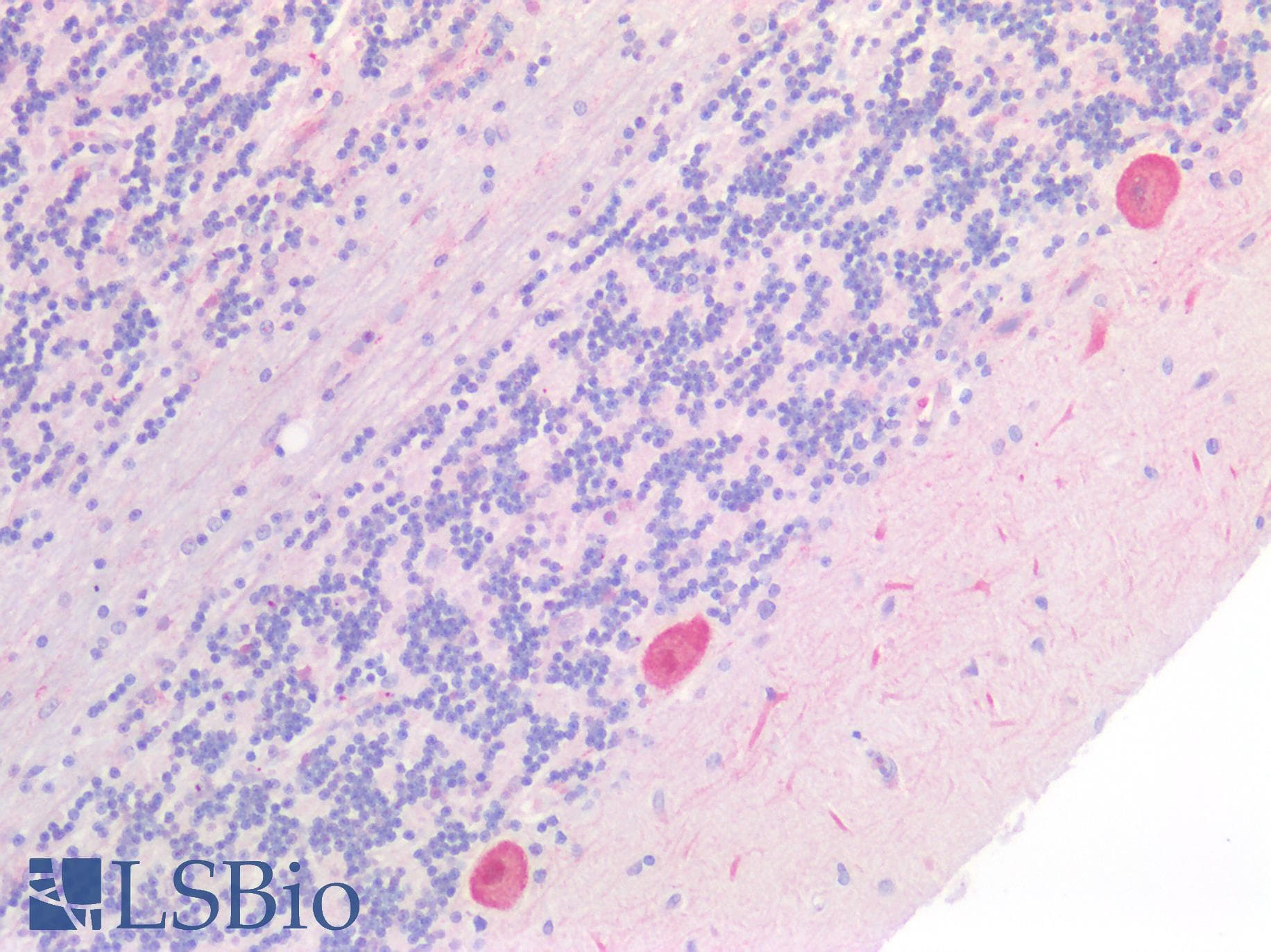 IHC-plus™ ATG16L1 / ATG16L Antibody