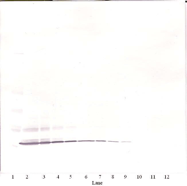 Polyclonal Rabbit anti-Human CCL11 / Eotaxin Antibody (WB)