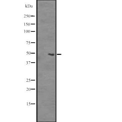 Polyclonal Rabbit anti-Human SLC35B2 Antibody (WB)