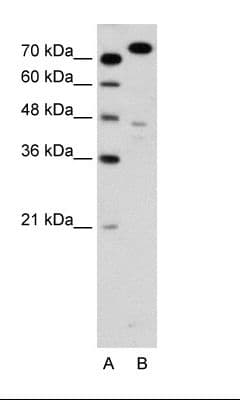 Polyclonal Rabbit anti-Human MCM3 Antibody (aa726-775, IHC, WB)