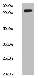 IHC-plus™ SEMA4C / Semaphorin 4C Antibody (aa749-833)