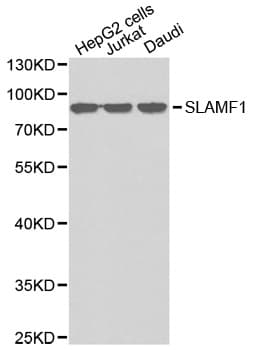 Polyclonal Rabbit anti-Human SLAMF1 / SLAM / CD150 Antibody (IHC, WB)