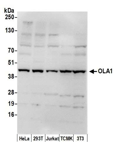 Polyclonal Rabbit anti-Human OLA1 Antibody (aa50-100, WB)