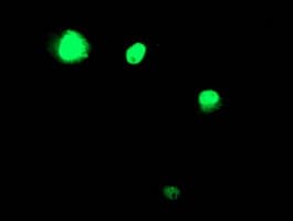 Monoclonal Mouse anti-Human TAL1 Antibody (clone OTI5B12, IF, WB)