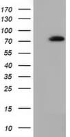 SAMHD1 Antibody (clone OTI1F9, Carrier-free)