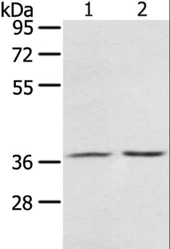 PDLIM4 / RIL Antibody
