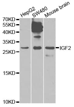 IGF2 Antibody