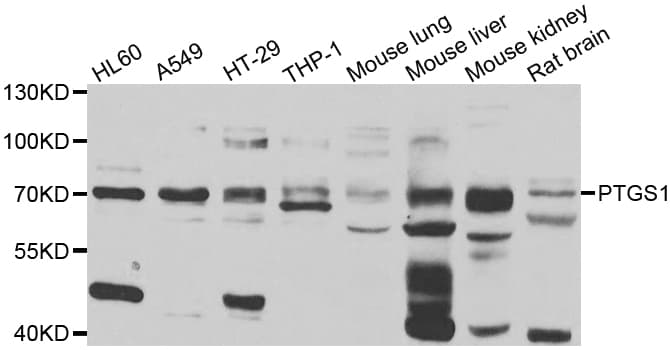 PTGS1 / COX-1 Antibody