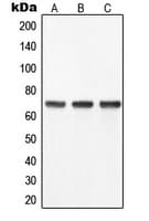 YAP / YAP1 Antibody (Internal)