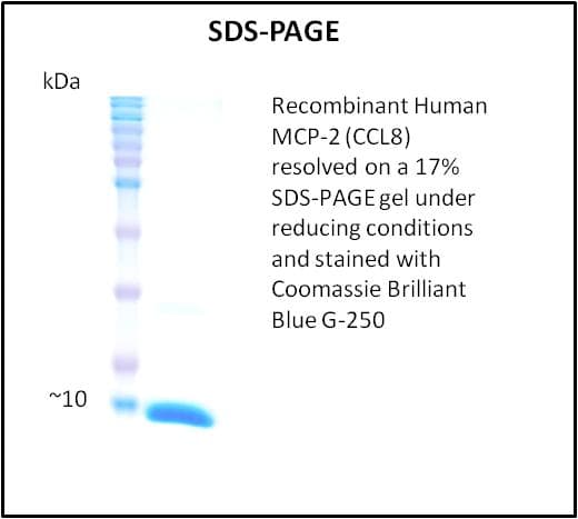 Human CCL8 / MCP2 Protein (Recombinant)