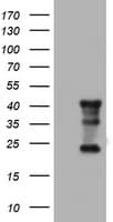TMEM173 / STING Antibody (clone OTI4H8)