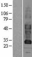 GJB3 / CX31 / Connexin 31 Protein (Over-Expression Lysate Myc-DDK (Flag))