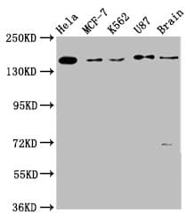 RAD54L2 Antibody