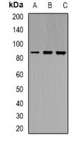 Polyclonal Rabbit anti-Human Cullin 4B / CUL4B Antibody (Internal, WB)
