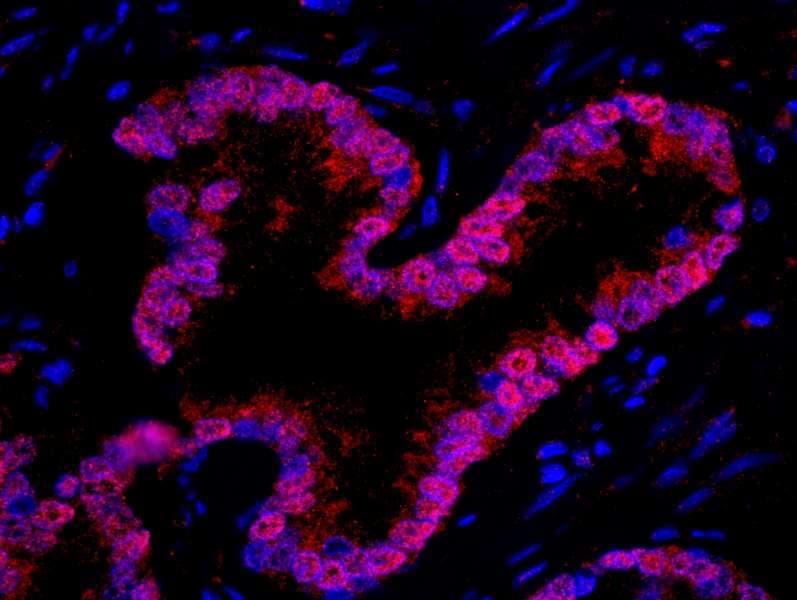 IHC-plus™ WDR77 / MEP50 Antibody (aa292-342)