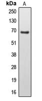 EPS8L3 Antibody (Internal)