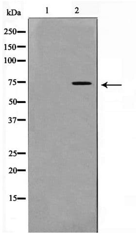 Polyclonal Rabbit anti-Human GAB2 Antibody (phospho-Tyr452, WB)