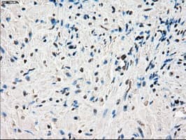CYPOR / POR Antibody (clone OTI4G2)