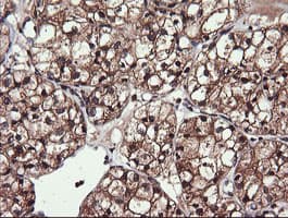 PIK3CG / PI3K Gamma Antibody (clone OTI6D1)