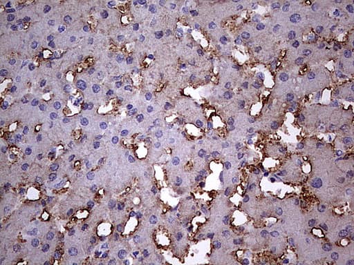 BFSP1 / Filensin Antibody (aa405-665, clone OTI3H1)