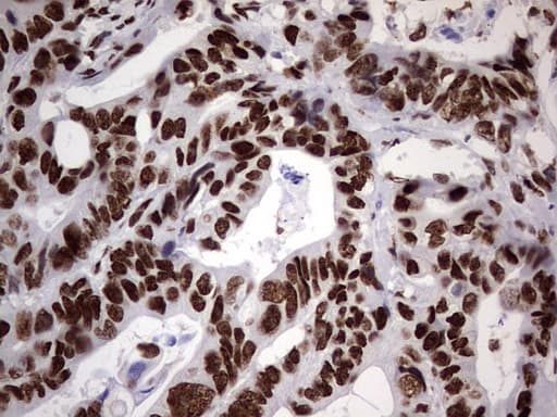 N4BP2L2 Antibody (clone OTI1C8, Carrier-free)