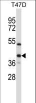 ERCC1 Antibody (aa268-297)