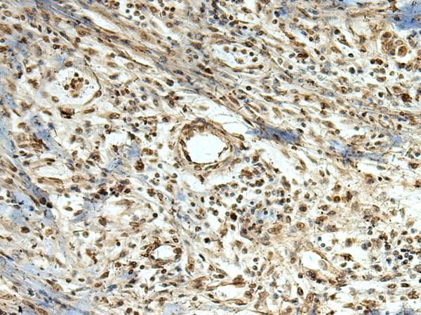 MLF1 Antibody