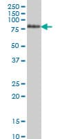 TCF12 / HEB Antibody (clone 2E9)