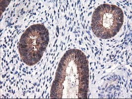 FBXO21 Antibody (clone OTI3C11, Carrier-free)