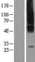 SLC35C1 Protein (Over-Expression Lysate Myc-DDK (Flag))