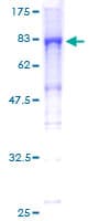 Human KLHL25 Protein (Recombinant GST)