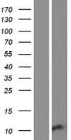 HIN-1 / SCGB3A1 Protein (Over-Expression Lysate Myc-DDK (Flag))