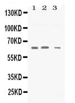 SYN2 / Synapsin II Antibody