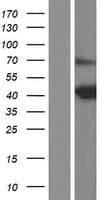 PNKD Protein (Over-Expression Lysate Myc-DDK (Flag))