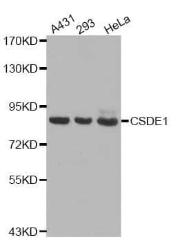 CSDE1 Antibody