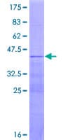 Human RPL36AL Protein (Recombinant GST)