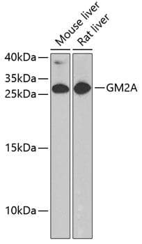 GM2A Antibody