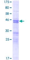 Human TIFA Protein (Recombinant GST)