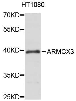 Polyclonal Rabbit anti-Human ARMCX3 Antibody (WB)