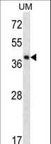 IHC-plus™ SPOPL Antibody (aa221-249)